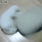 Cat spinning a pillow