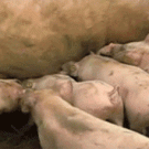 Piglet gets tossed by mother