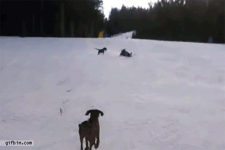 Dog Gets Hit By Sled | Best Funny Gifs Updated Daily