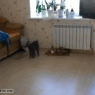Cat walks on two legs