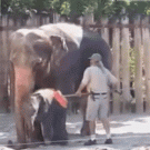 Elephant cleans self with broom