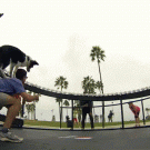 Bullet-time dog jumping after frisbee
