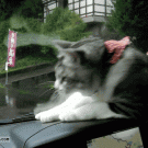 Cat vs. windshield wiper