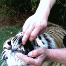 Removing a tiger's bat tooth