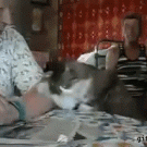 Cat asks to be petted