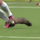 Soccer player catches ferret on field and gets bitten