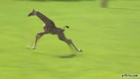 Baby Giraffe Slows Down After A Run | Best Funny Gifs Updated Daily