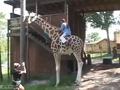 Giraffe Doesn't Want To Be Ridden | Best Funny Gifs Updated Daily
