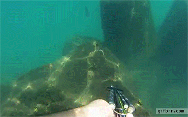 Spearfishing Fail  Best Funny Gifs Updated Daily