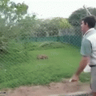 Caracal explosive jump higher than the fence
