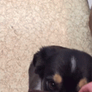 Dog ruins other dogs treat trick