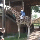 Giraffe doesn't want to be ridden
