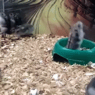 Hamster doing backflips from bowl
