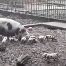 Momma pig sends piglet flying