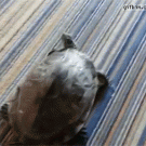 Turtle has ticklish shell