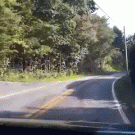 Bear gets hit by car