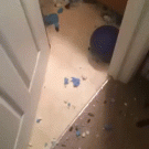 Dog made a mess
