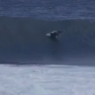Dolphin jumps on surfer