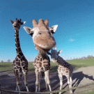 Giraffe checks out camera