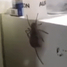 Huntsman spider carries mouse around on fridge