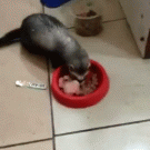Puppy pulls ferret away from food
