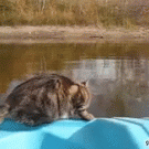 Cat tries to jump to the shore