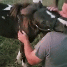 Pony loves hugs