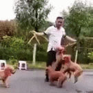 Dogs jumping rope