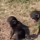 Baby chimp pushed in the water