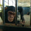 Disapproving chimp