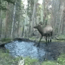 Elk having fun