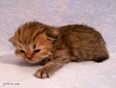 Cute Kitten | Best Funny Gifs Updated Daily