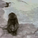 Monkey scared of own reflection