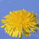 Time-lapse dandelion closing 