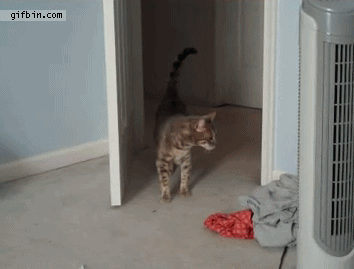 Cat Scare Jump | Best Funny Gifs Updated Daily