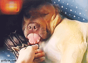 Dog Sleeps With Tongue Out Best Funny Gifs Updated Daily