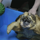 Turtle snaps watermelon