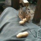 Chipmunk stuffs 3 peanuts in mouth