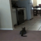 Cat illusion
