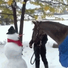 Horse eats snowmans nose
