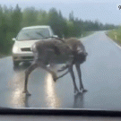 Getting reindeer off the road