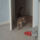 Cat scare jump