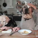 Dogs at dinner