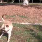 Dog catches 3 frisbees