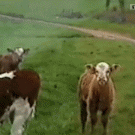 Cow sprinkler