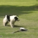 Dog plays with shovel