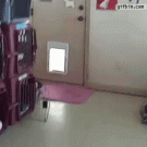 Dogs go through flap door