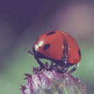 Ladybug takeoff