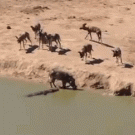 Crocodile drags warthog under water