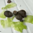 Snails eating lettuce in time-lapse